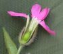 image of Melandrium dioicum