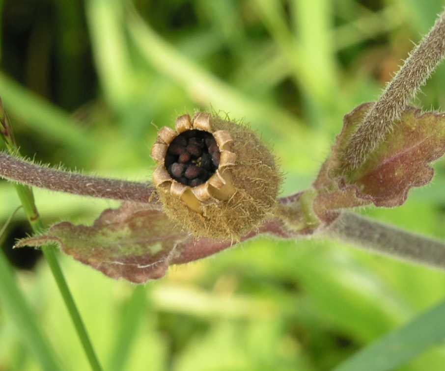 Caryophyllaceae Melandrium dioicum
