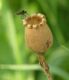 image of Melandrium dioicum