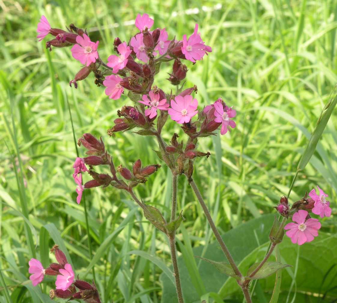 Caryophyllaceae Melandrium dioicum