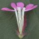 image of Melandrium dioicum