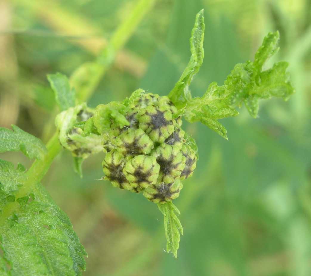 Asteraceae Tanacetum vulgare