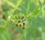 image of Tanacetum vulgare