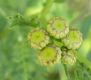 image of Tanacetum vulgare