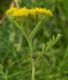 image of Tanacetum vulgare