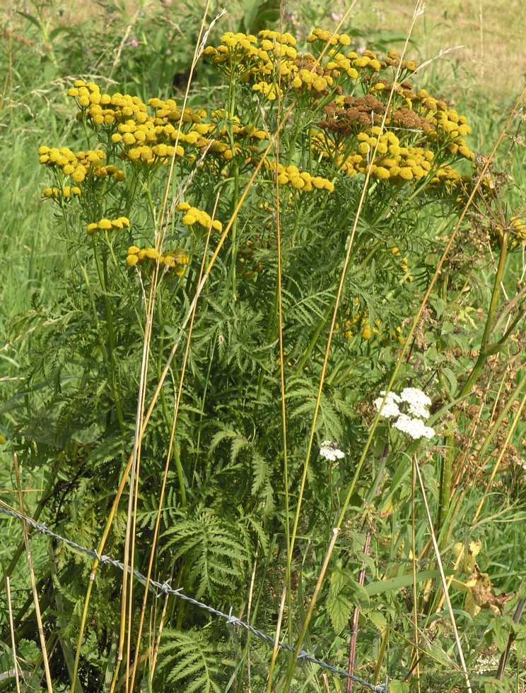 Asteraceae Tanacetum vulgare