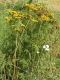 image of Tanacetum vulgare