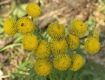 image of Tanacetum vulgare