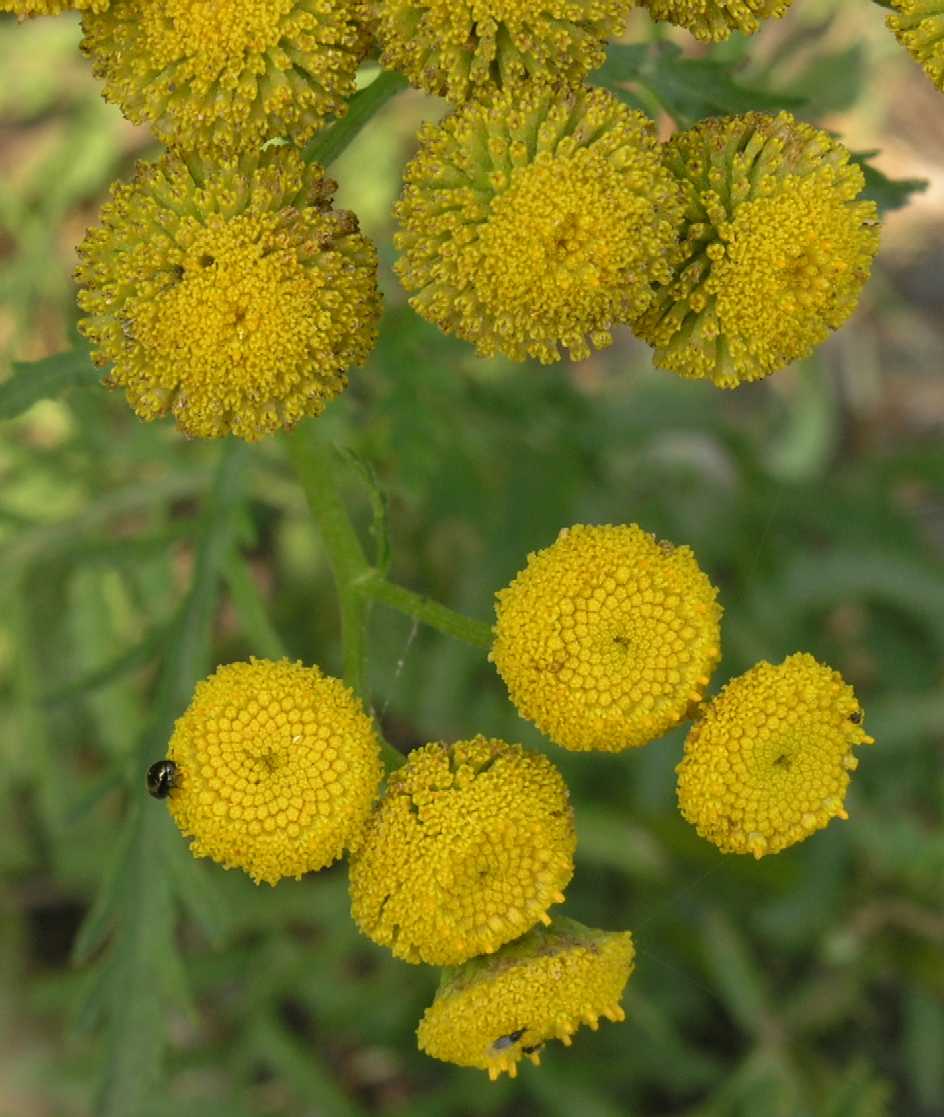 Asteraceae Tanacetum vulgare