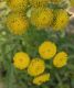 image of Tanacetum vulgare