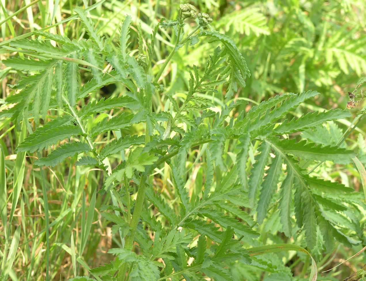 Asteraceae Tanacetum vulgare