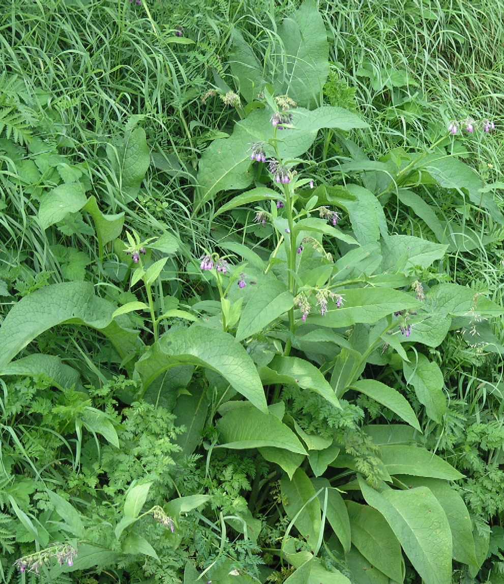 Boraginaceae Symphytum officinale
