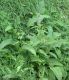 image of Symphytum officinale