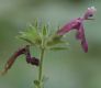 image of Stachys sylvatica
