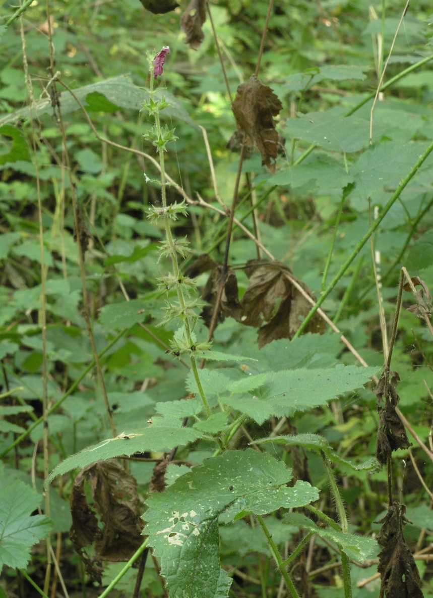 Lamiaceae Stachys sylvatica