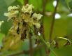 image of Catalpa ovata