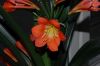 image of Clivia miniata