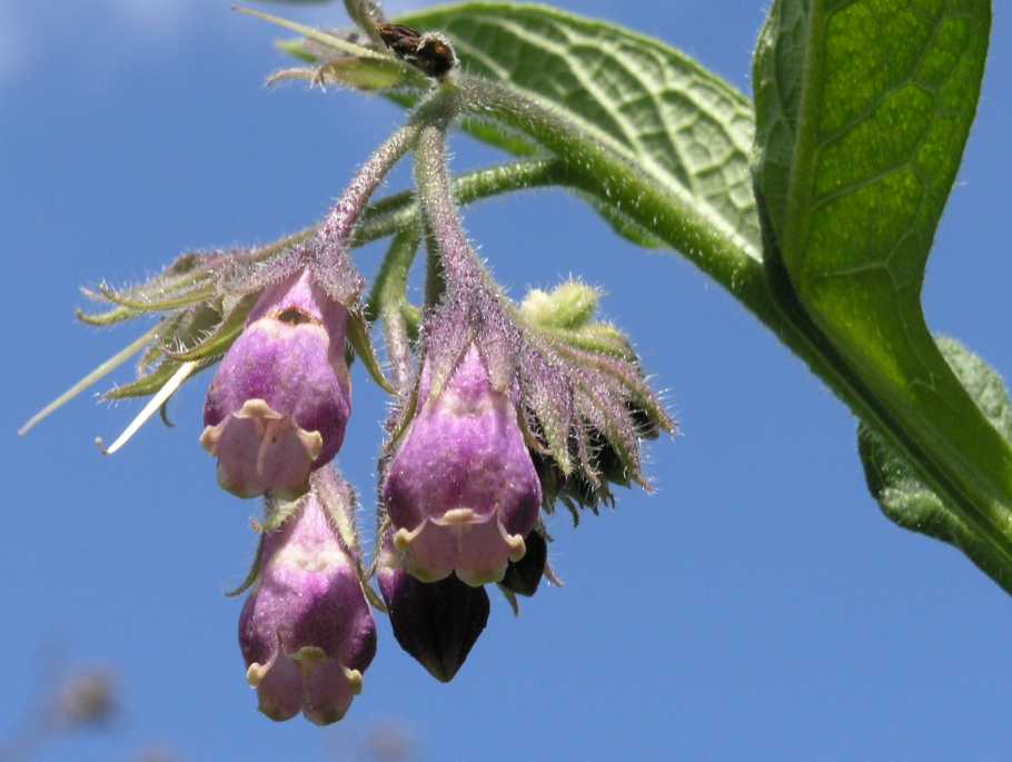 Boraginaceae Symphytum officinale