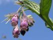 image of Symphytum officinale
