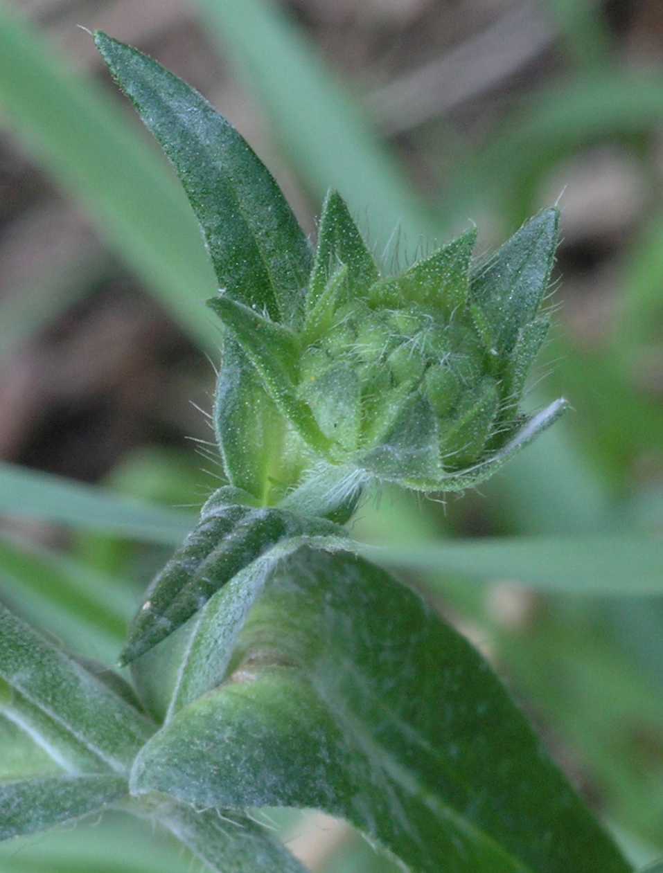 Dipsacaceae Knautia arvensis