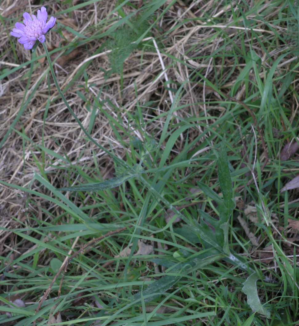 Dipsacaceae Knautia arvensis