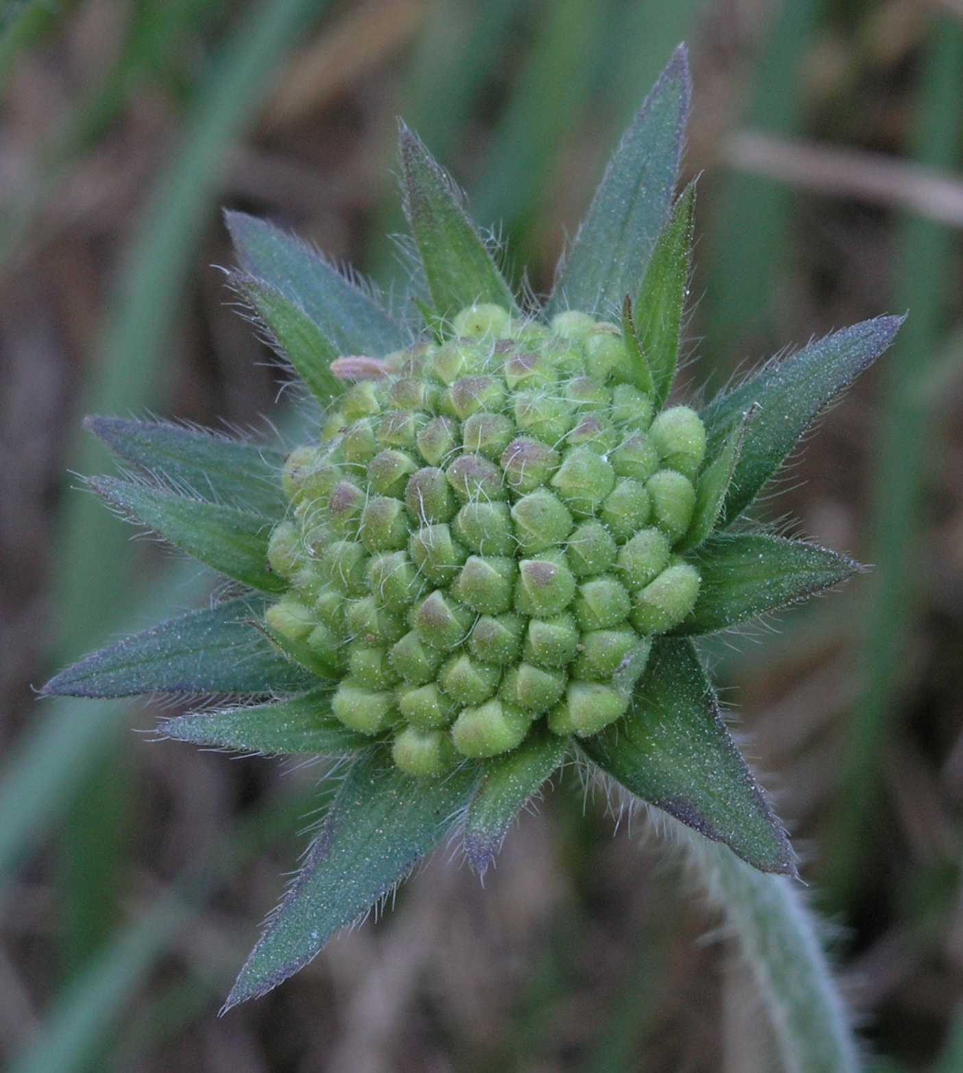 Dipsacaceae Knautia arvensis