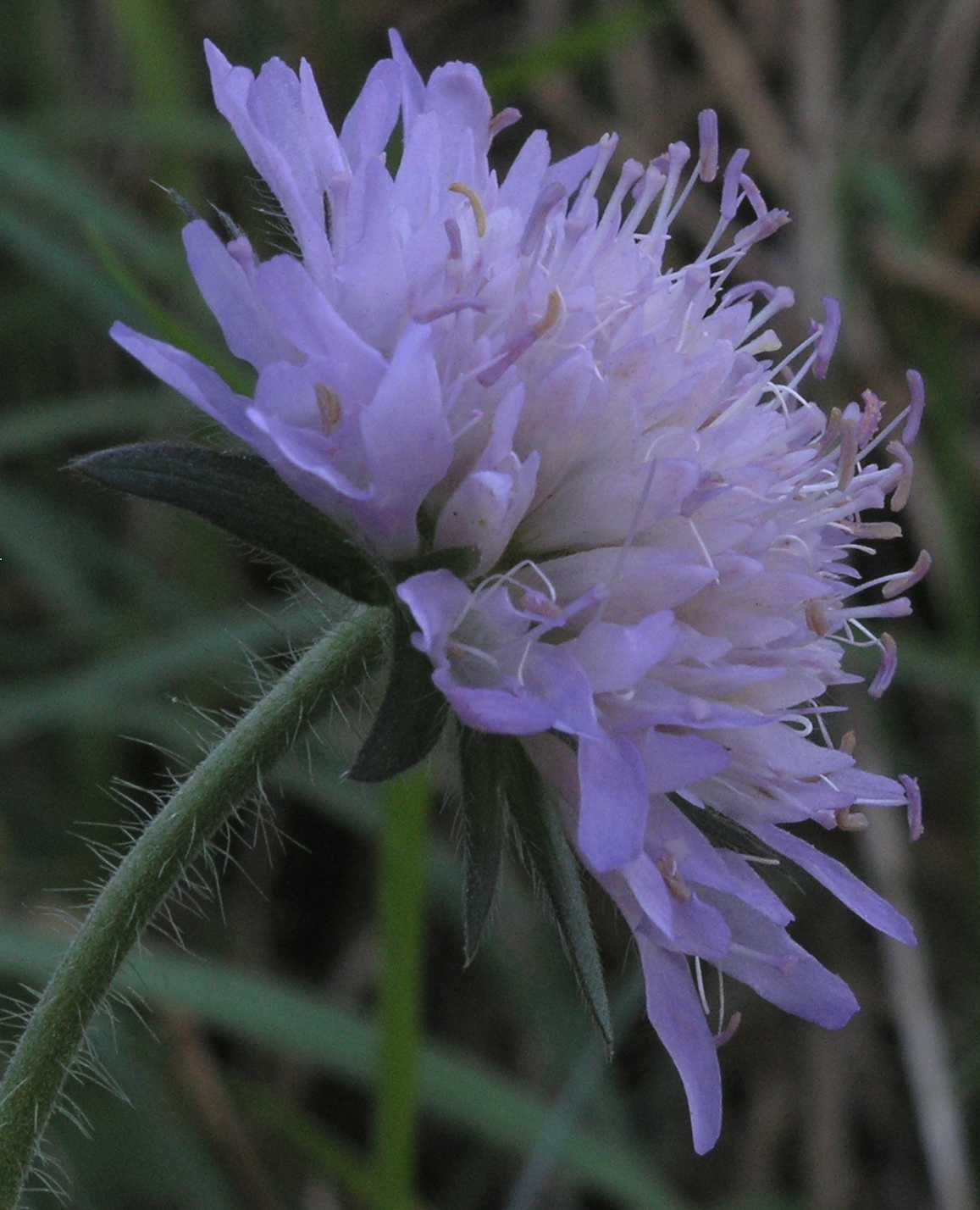 Dipsacaceae Knautia arvensis