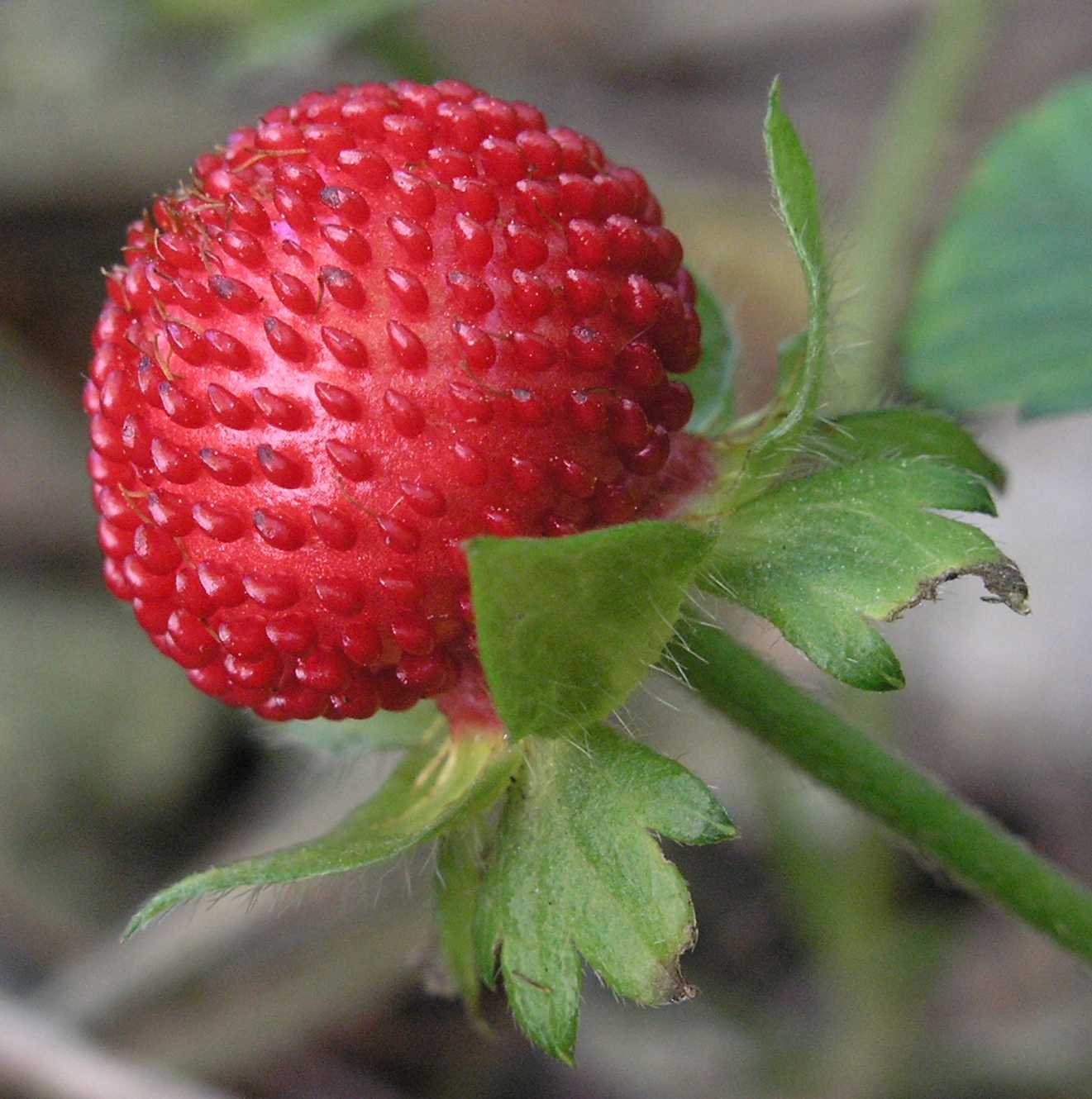 Rosaceae Waldsteinia ternata