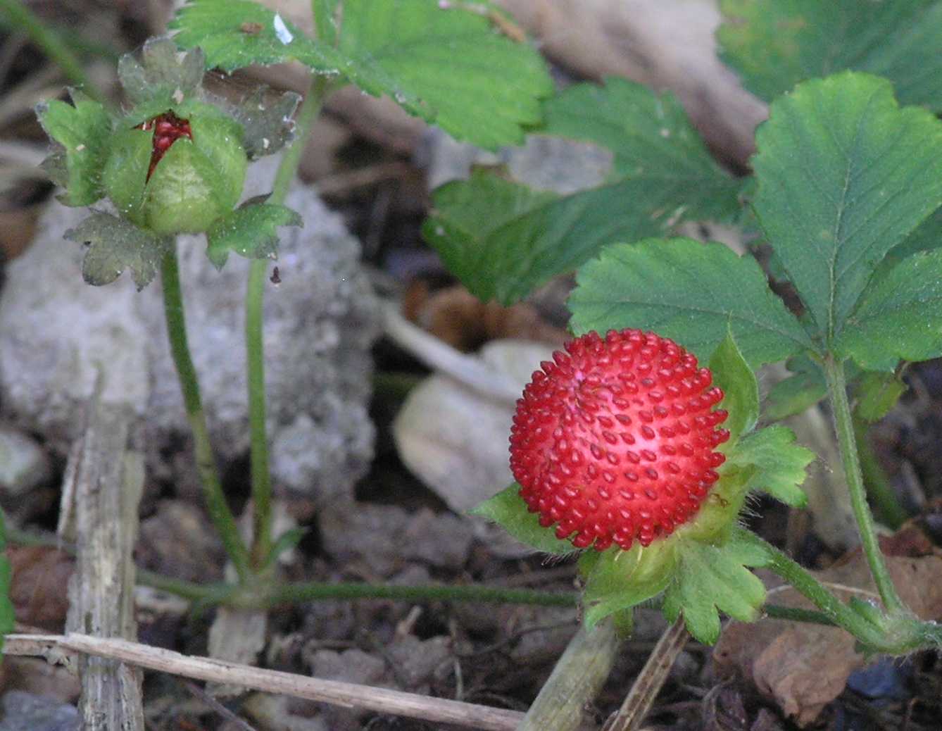 Rosaceae Waldsteinia ternata