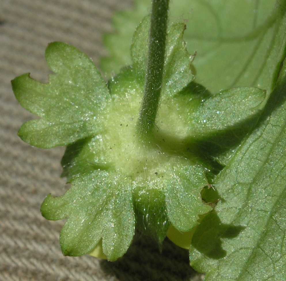 Rosaceae Waldsteinia ternata