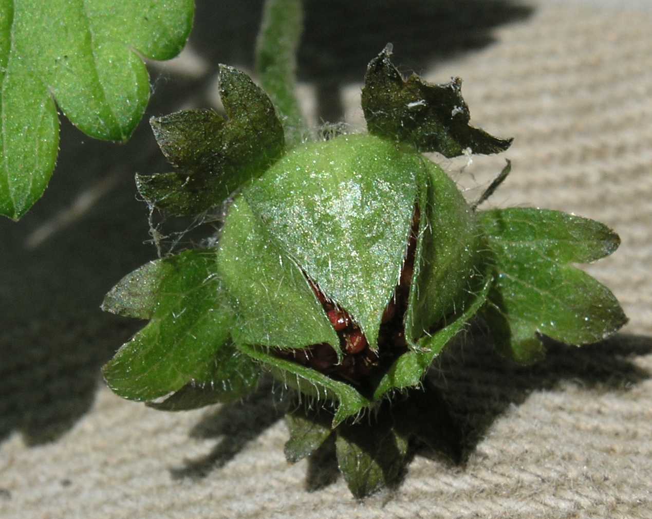 Rosaceae Waldsteinia ternata
