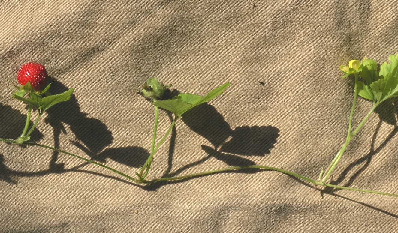 Rosaceae Waldsteinia ternata