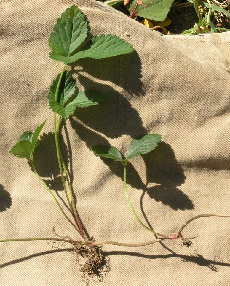 Rosaceae Waldsteinia ternata