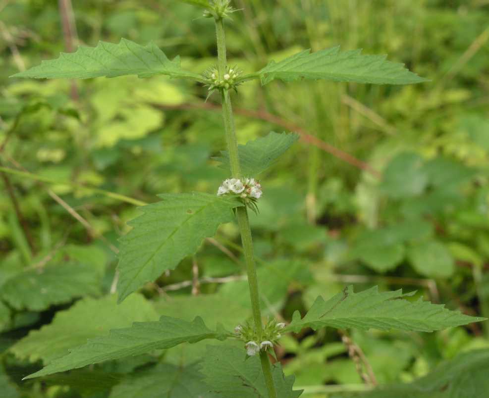 Lamiaceae Lycopus europaeus