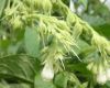 image of Symphytum officinale