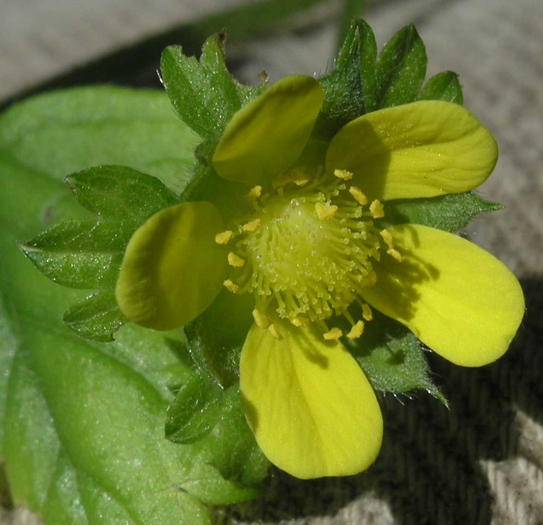 Rosaceae Waldsteinia ternata