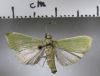 image of Autocharis margaronialis