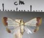 image of Autocharis fessalis