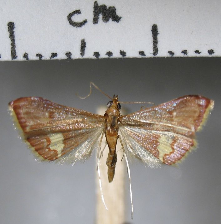 Crambidae Clupeosoma sp.