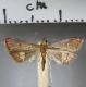 image of Clupeosoma sp.