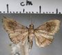 image of Hemiscopis sp.