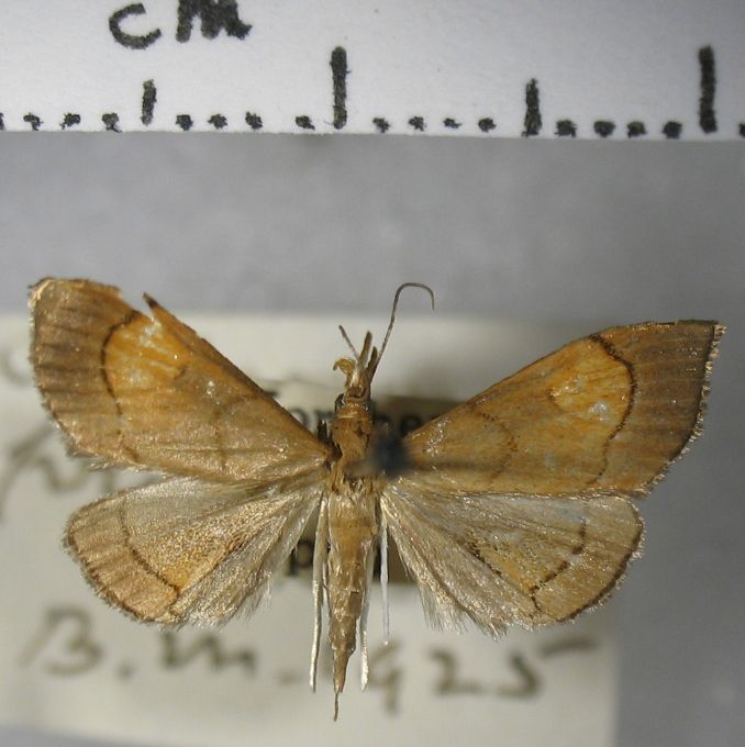 Crambidae Hydrorybina pryeri