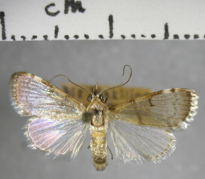 Crambidae Hyalinarcha hyalinalis
