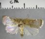 image of Hyalinarcha hyalinalis