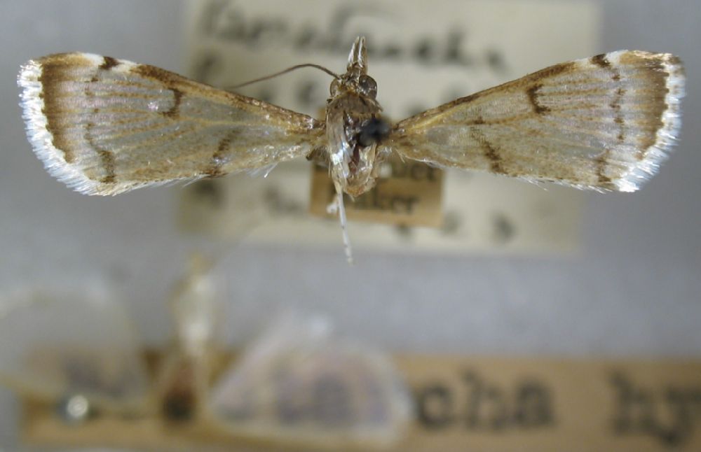 Crambidae Hyalinarcha hyalinalis