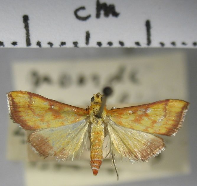 Crambidae Autocharis ignealis