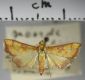 image of Autocharis ignealis