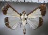 image of Pitama hermesalis