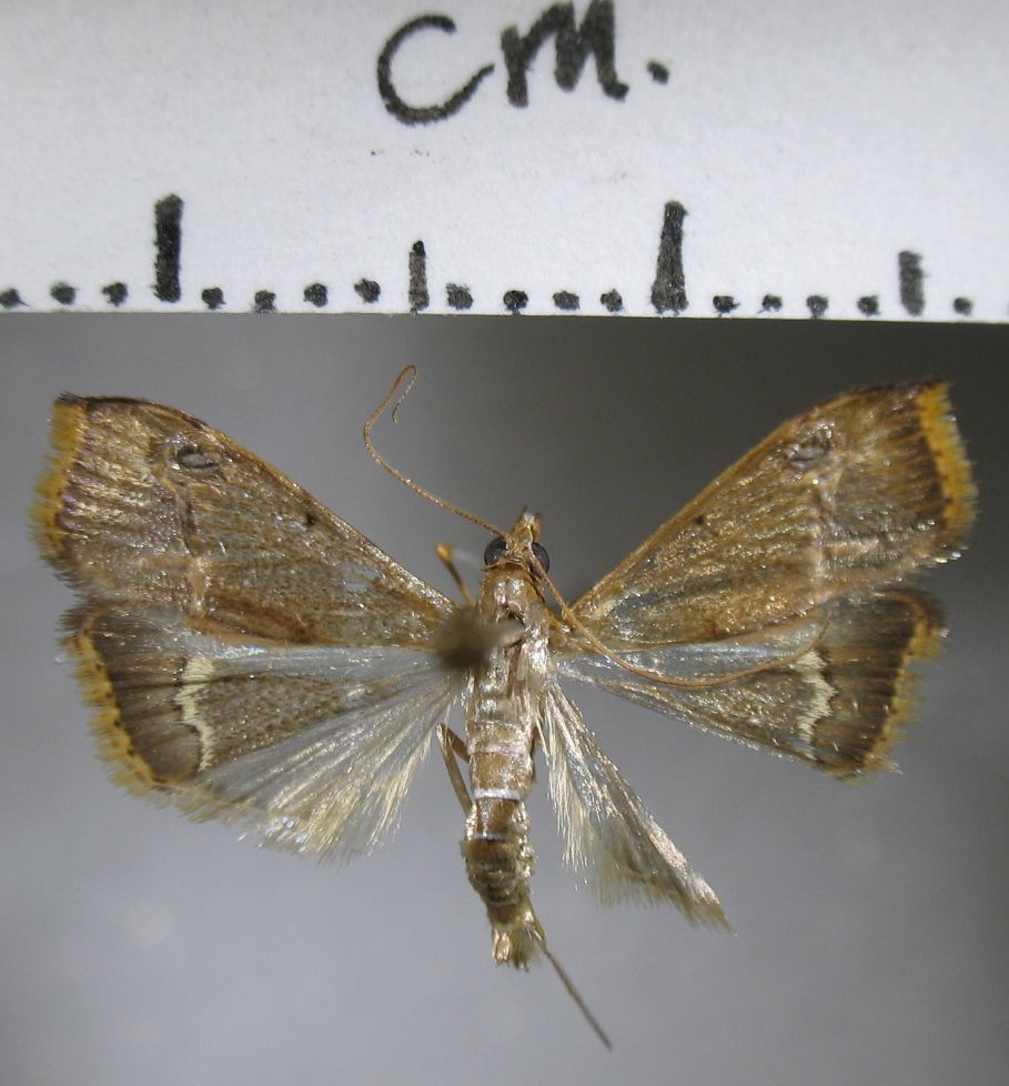 Crambidae Clupeosoma sp.