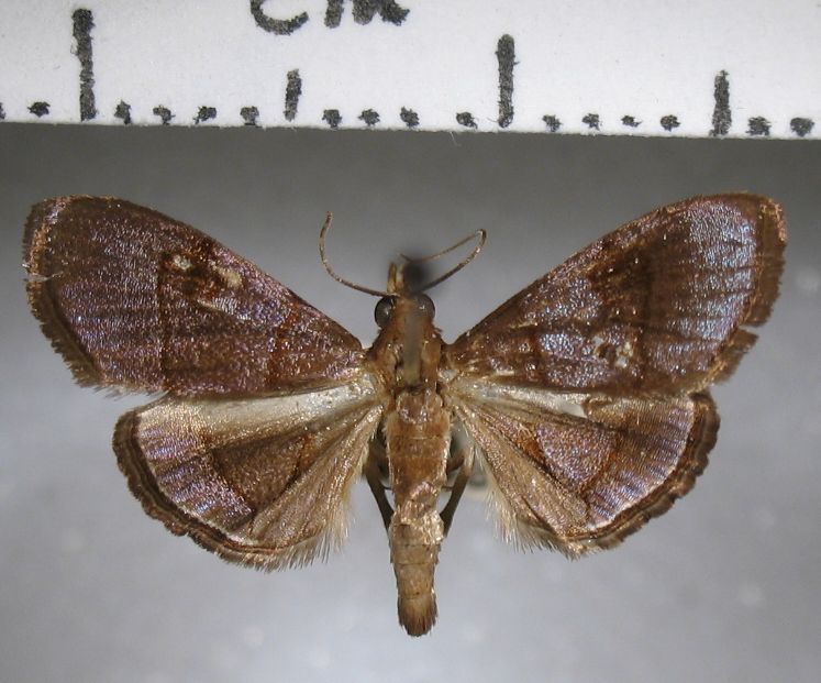 Crambidae Hemiscopis suffusalis